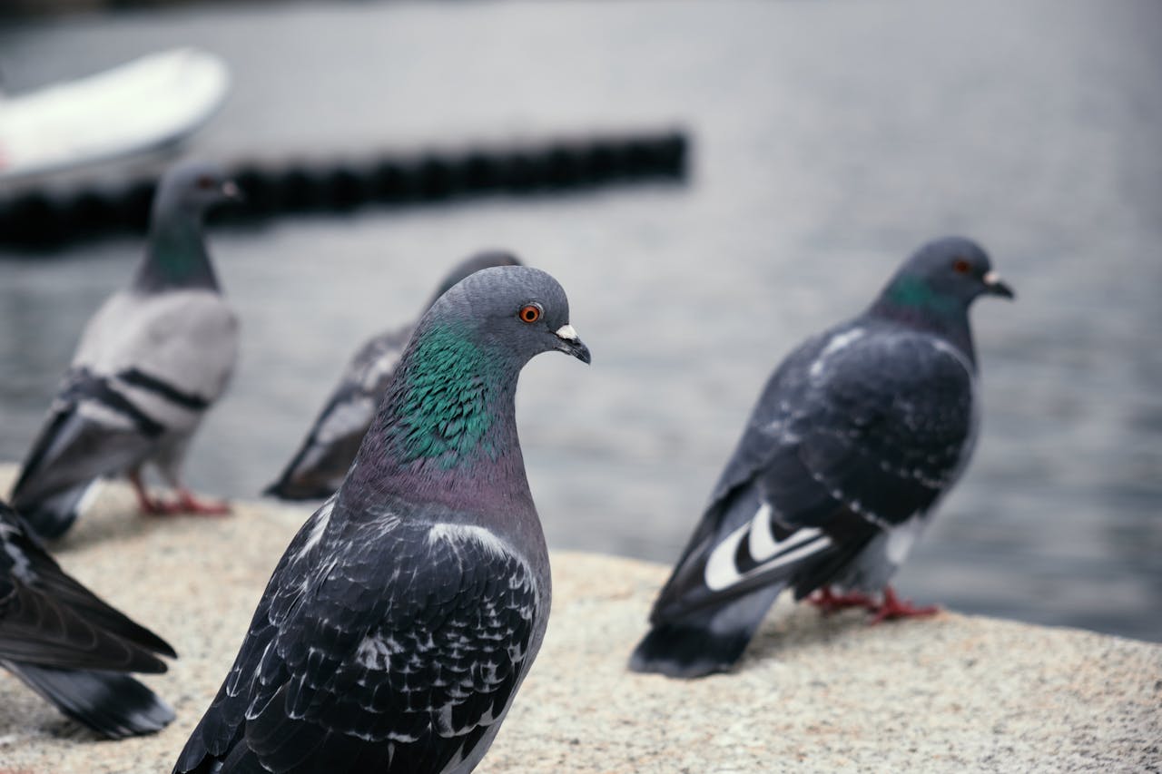 A detailed close-up photo capturing pigeons on a stone surface by the water's edge.
