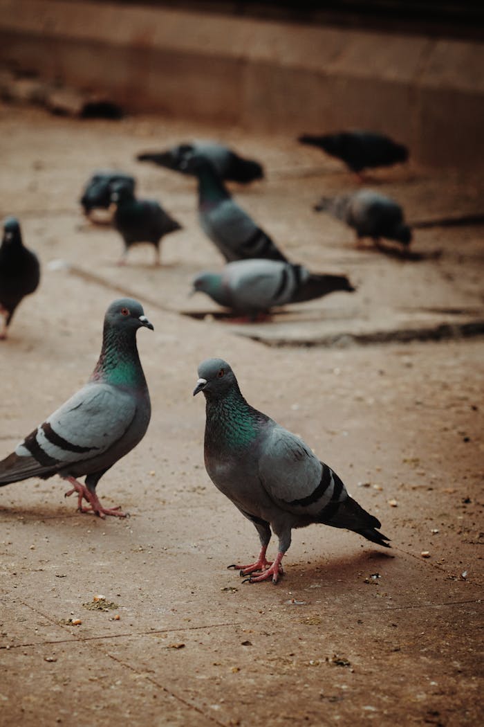 A flock of pigeons coexist on a city street, adding life to the urban landscape.