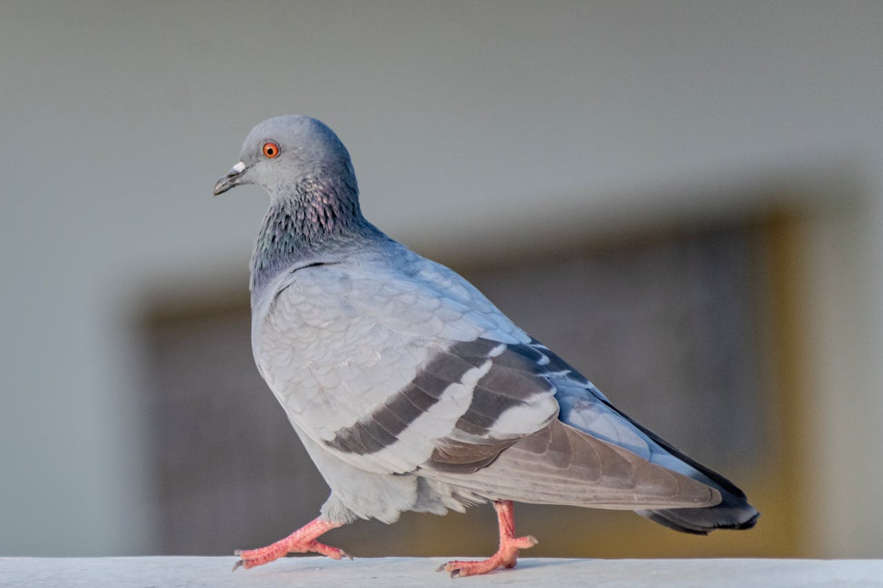 impact-img Detailed image of a rock pigeon perched on an outdoor balcony railing.