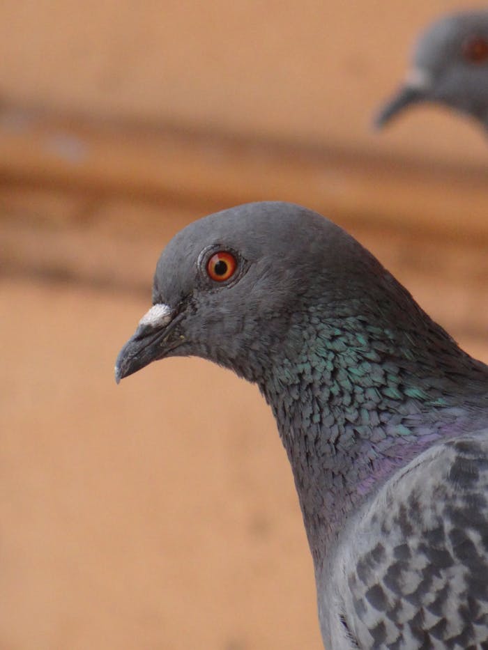 about-01 Detailed close-up photo of a Rock Pigeon, focusing on its striking plumage and bright eyes.