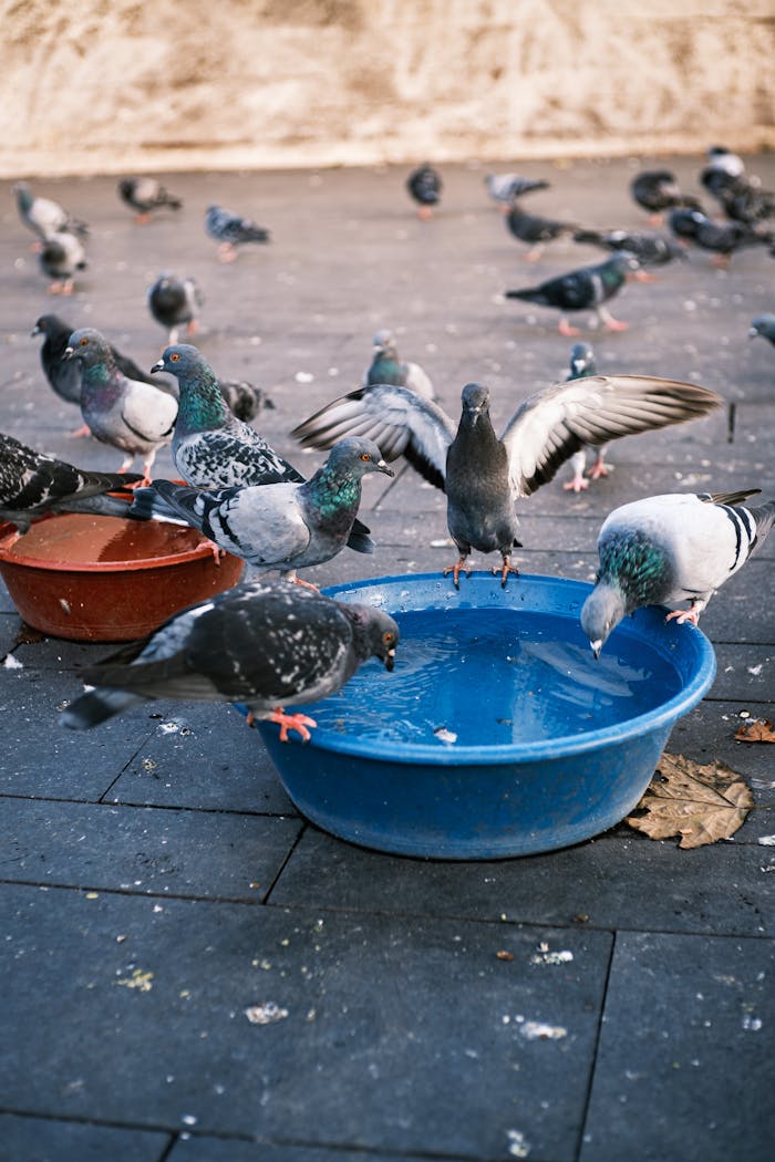 hero-contact A group of pigeons drinking and bathing around blue and red bowls in an outdoor setting.