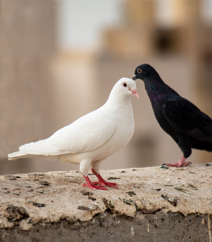 hero-homepage Two pigeons, one white and one black, resting on a stone ledge with a soft background.